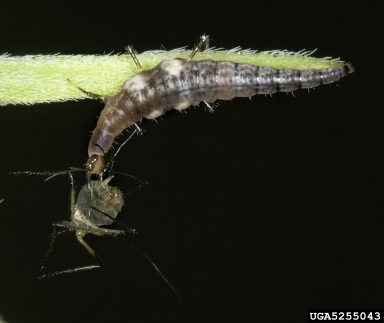 lacewings,    (Neuroptera: Chrysopidae) - 5255043