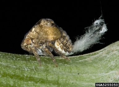 issid planthopper, Acanalonia bivittata  (Hemiptera: Acanaloniidae) - 5255050