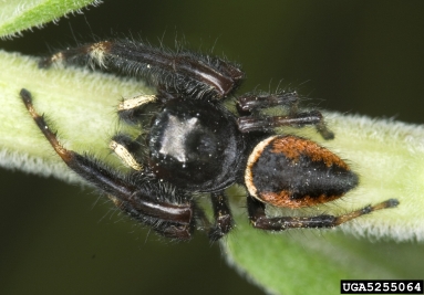 jumping spider, Phidippus clarus  (Araneae: Salticidae) - 5255064