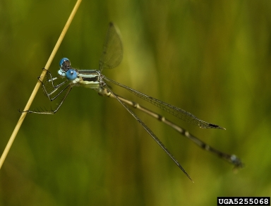 slender spreadwing, Lestes rectangularis  (Odonata: Lestidae) - 5255068