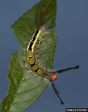 whitemarked tussock moth, Orgyia leucostigma  (Lepidoptera: Lymantriidae) - 5255080