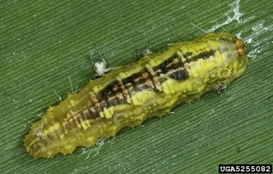 whitemarked tussock moth, Orgyia leucostigma intermedia (Lepidoptera: Lymantriidae) - 5255082