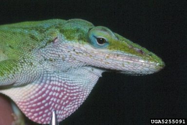 Cuban Green Anole, Anolis porcatus  (Squamata: Polychrotidae) - 5255091