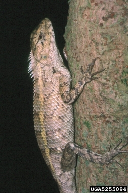Oriental Garden Lizard, Calotes versicolor  (Squamata: Agamidae) - 5255094
