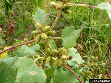 common cocklebur, Xanthium strumarium  (Asterales: Asteraceae) - 5256052