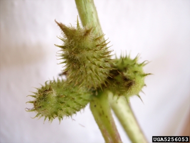 common cocklebur, Xanthium strumarium  (Asterales: Asteraceae) - 5256053