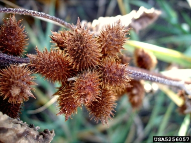 common cocklebur, Xanthium strumarium  (Asterales: Asteraceae) - 5256057