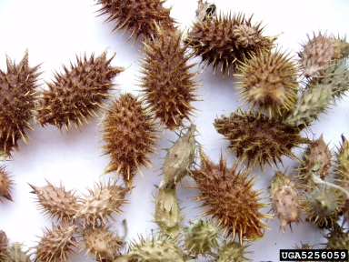common cocklebur, Xanthium strumarium  (Asterales: Asteraceae) - 5256059