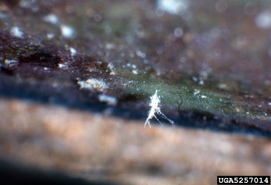downy mildew (Peronospora sparsa ) on rose (Rosa spp. ) - 5257014