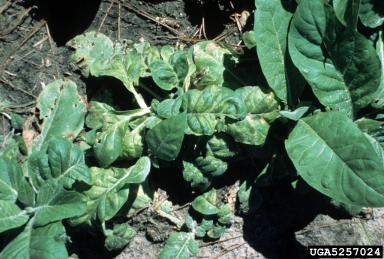 blue mold (Peronospora tabacina ) on flue-cured tobacco (Nicotiana tabacum (flue-cured type)) - 5257024