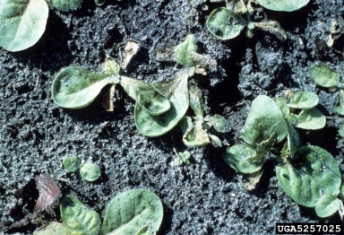 blue mold (Peronospora tabacina ) on flue-cured tobacco (Nicotiana tabacum (flue-cured type)) - 5257025