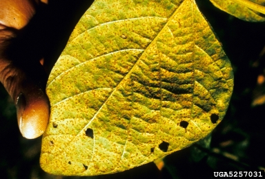 soybean rust (Phakopsora pachyrhizi ) on soybean (Glycine max ) - 5257031