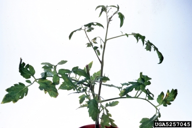 late blight (Phytophthora infestans ) on tomato (Lycopersicon esculentum ) - 5257045