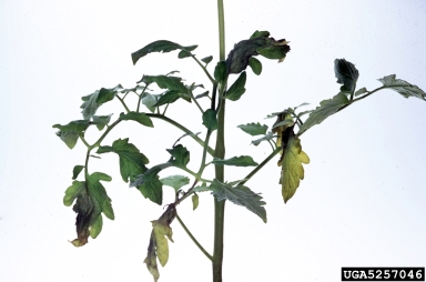 late blight (Phytophthora infestans ) on tomato (Lycopersicon esculentum ) - 5257046