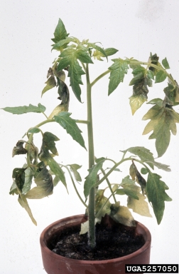 late blight (Phytophthora infestans ) on tomato (Lycopersicon esculentum ) - 5257050