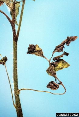 late blight (Phytophthora infestans ) on tomato (Lycopersicon esculentum ) - 5257062