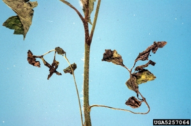 late blight (Phytophthora infestans ) on tomato (Lycopersicon esculentum ) - 5257064