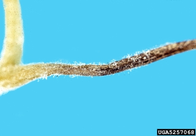 late blight (Phytophthora infestans ) on tomato (Lycopersicon esculentum ) - 5257068