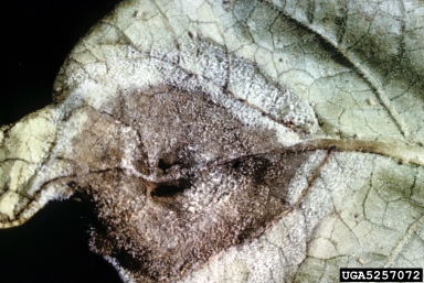 late blight (Phytophthora infestans ) on potato (Solanum tuberosum ) - 5257072