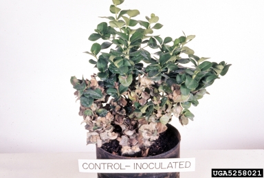 Rhizoctonia damping-off, blight and rot (Rhizoctonia solani ) on natal-plum (Carissa macrocarpa ) - 5258021