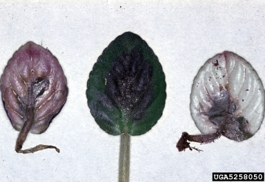 Rhizoctonia damping-off, blight and rot (Rhizoctonia solani ) on African violet (Saintpaulia ionantha ) - 5258050