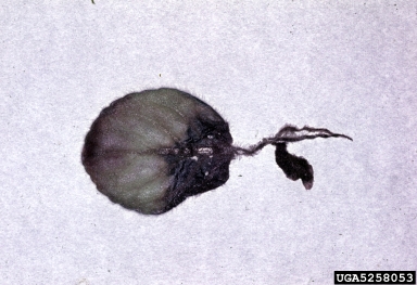 Rhizoctonia damping-off, blight and rot (Rhizoctonia solani ) on African violet (Saintpaulia ionantha ) - 5258053