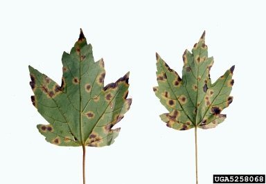 tar spot of maple (Rhytisma acerinum ) on maple (Acer spp. ) - 5258068