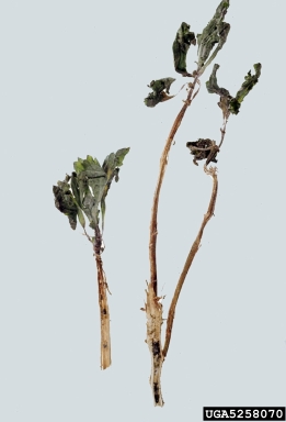 Sclerotinia rot (Sclerotinia sclerotiorum ) on chrysanthemum (Chrysanthemum spp. ) - 5258070