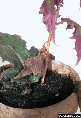 Sclerotinia rot (Sclerotinia sclerotiorum ) on gynura (Gynura spp. ) - 5258081