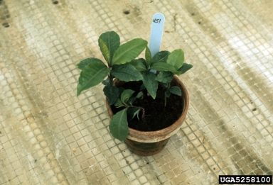 southern blight (Sclerotium rolfsii ) on marlberry (Ardisia spp. ) - 5258100