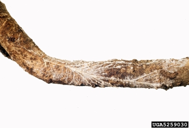 southern blight (Sclerotium rolfsii ) on Japanese cheesewood (Pittosporum tobira ) - 5259030