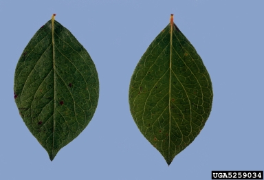 Phyllosticta leaf spot (Phyllosticta vaccinii ) on rabbit-eye blueberry (Vaccinium virgatum ) - 5259034