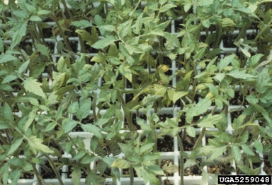 gray leaf spot (Stemphylium solani ) on tomato (Lycopersicon esculentum ) - 5259048