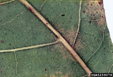 oak leaf blister (Taphrina caerulescens ) on water oak (Quercus nigra ) - 5259079