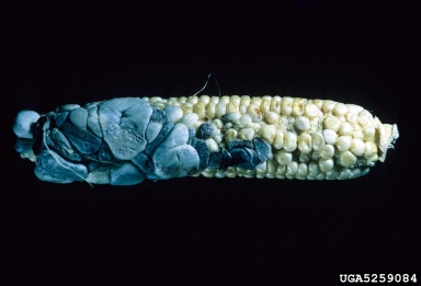 common smut (Ustilago maydis ) on corn (Zea mays ) - 5259084