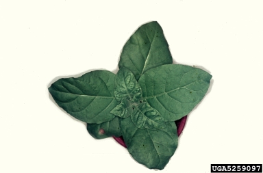 Tobacco Mosaic Virus, Tobamovirus TMV  (Unassigned single stranded positive-sense RNA viruses: Tobmosviridae) - 5259097