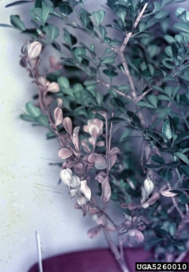 Volutella blight (Volutella buxi ) on littleleaf boxwood (Buxus microphylla ) - 5260010