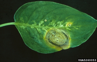 Fusarium damping-off (Fusarium solani ) on dieffenbachia (Dieffenbachia spp. ) - 5260053