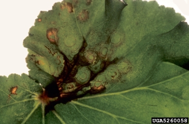 Tomato Spotted Wilt Virus (Tospovirus TSWV ) on begonia (Begonia spp. ) - 5260058