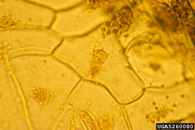 Peanut Mottle Virus, Potyvirus PeMoV  (Unassigned single stranded positive-sense RNA viruses: Potyviridae) - 5260080