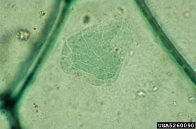 Tobacco Mosaic Virus (Tobamovirus TMV ) on spiderwort (Tradescantia spp. ) - 5260090