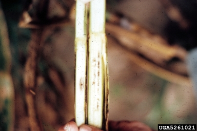 northern corn leaf blight, Exserohilum turcicum  (Pleosporales: Pleosporaceae) - 5261021
