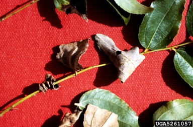 Rhizoctonia damping-off, blight and rot (Rhizoctonia solani ) on common jujube (Zizyphus jujuba ) - 5261057