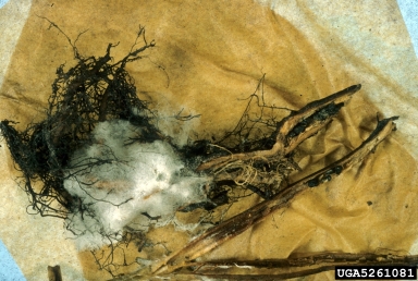 Sclerotinia rot (Sclerotinia sclerotiorum ) on moluccella (Moluccella spp. ) - 5261081