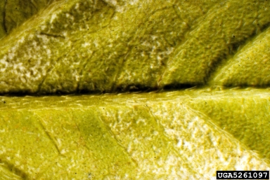 downy mildew, Plasmopara halstedii  (Peronosporales: Peronosporaceae) - 5261097