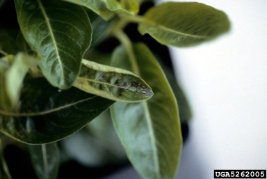 Tomato Spotted Wilt Virus (Tospovirus TSWV ) on Madagascar periwinkle (Catharanthus roseus ) - 5262005