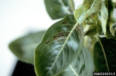 Tomato Spotted Wilt Virus (Tospovirus TSWV ) on Madagascar periwinkle (Catharanthus roseus ) - 5262013