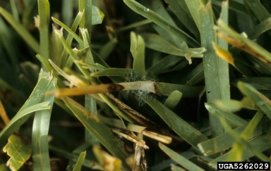 dollar spot, Sclerotinia homoeocarpa  (Helotiales: Sclerotiniaceae) - 5262029