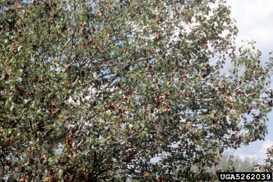 fire blight (Erwinia amylovora ) on Callery pear (Bradford pear) (Pyrus calleryana ) - 5262039