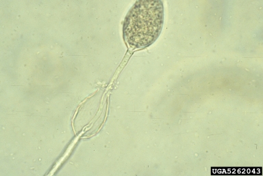 Phytophthora root rot, Phytophthora cinnamomi  (Peronosporales: Peronosporaceae) - 5262043